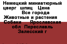 Немецкий миниатюрный(цверг) шпиц › Цена ­ 50 000 - Все города Животные и растения » Собаки   . Ярославская обл.,Переславль-Залесский г.